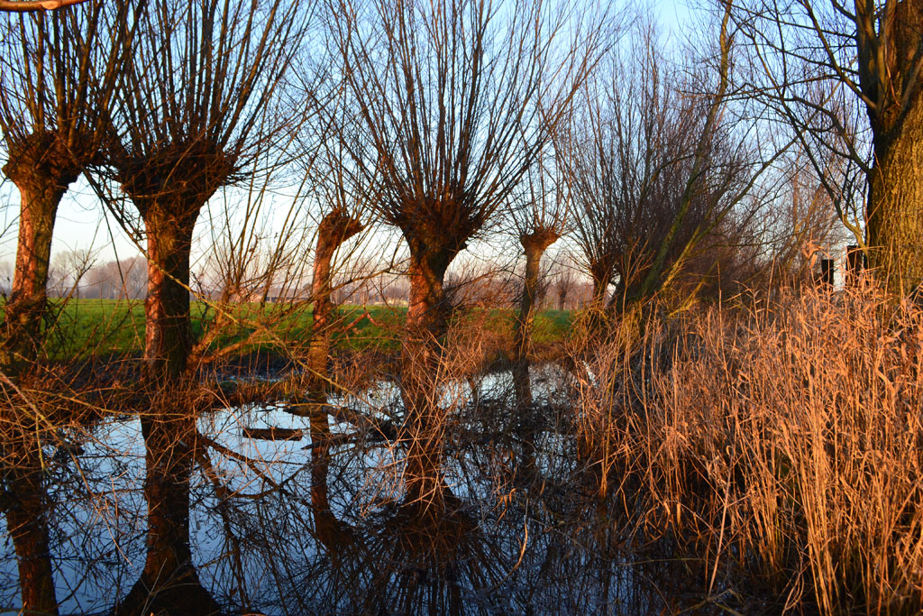 vlasrootput in Lokeren, © RLSD